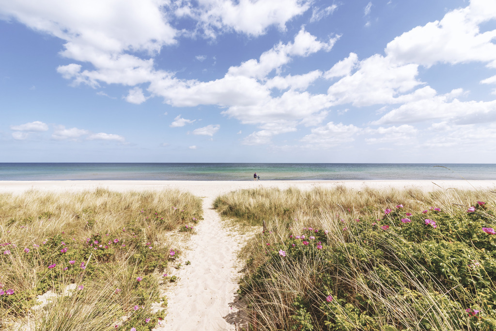 XXL Wandbild: Weg an den Sandstrand im Sommer | Sommerliche Strandidylle und florale Akzente im Querformat. Dieses XXL Wandbild zeigt einen einladenden Sandpfad, der gesäumt von blühenden Heckenrosen und dichten Gräsern direkt zum Meer führt. Der Blick öffnet sich über den hellen Strand hinweg auf die ruhige, blau-grüne Ostsee unter einem weiten Sommerhimmel mit malerischen Schönwetterwolken. Holen Sie sich dieses Gefühl von Wärme und unbeschwertem Urlaubsglück nach Hause, um in Ihren Wohn- oder Schlafräumen eine helle, freundliche und lebendige Atmosphäre zu schaffen. Auch in Ferienwohnungen oder Eingangsbereichen wirkt dieses Motiv wie ein tägliches Willkommen am Meer. Die harmonische Kombination aus dem satten Pink der Rosen, dem Gold der Gräser und dem tiefen Blau des Wassers verleiht jedem Raum eine frische, sommerliche Tiefe.