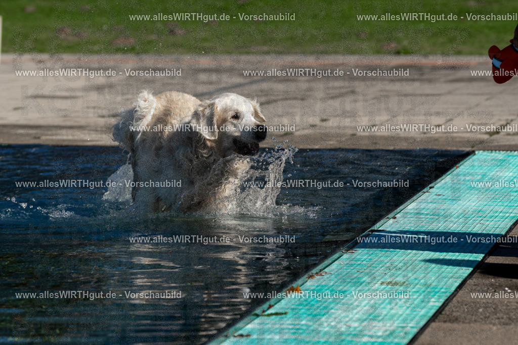 Hundeschwimmen_Volksbad_2026-allesWIRTHgut_Tierfotografie-2609061057-FAY06050 | Professionelle Tierfotografie in Mönchengladbach von Daniel Wirth (allesWIRTHgut). Liebevolle & natürliche Bilder von Hunden & Katzen für unvergessliche Erinnerungen.