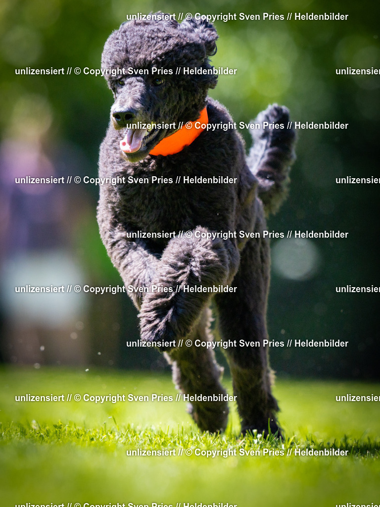 Sven Pries | 2025-08-10 - Hunderennen Durlach - Realisiert mit Pictrs.com