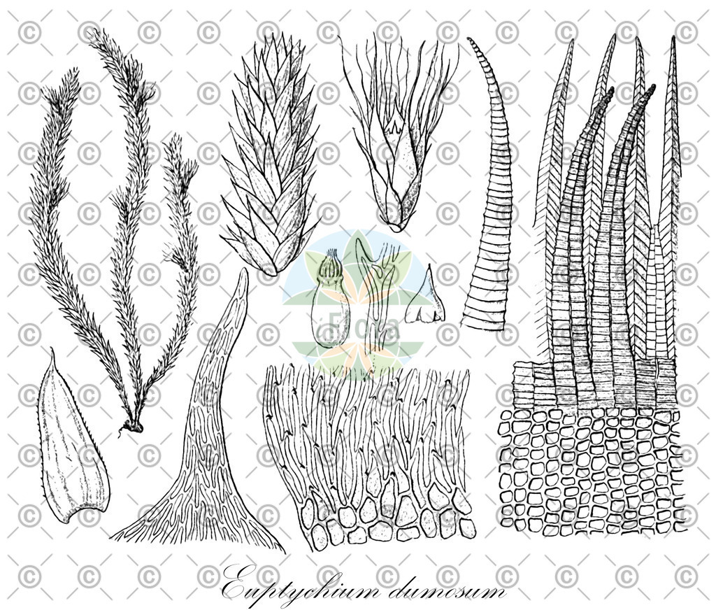 HistAbb_wfo-0000683161_1_ENZY_Simple | Historische Abbildung von Euptychium dumosum - Ptychomniaceae | Historical Illustration of Euptychium dumosum - Ptychomniaceae
