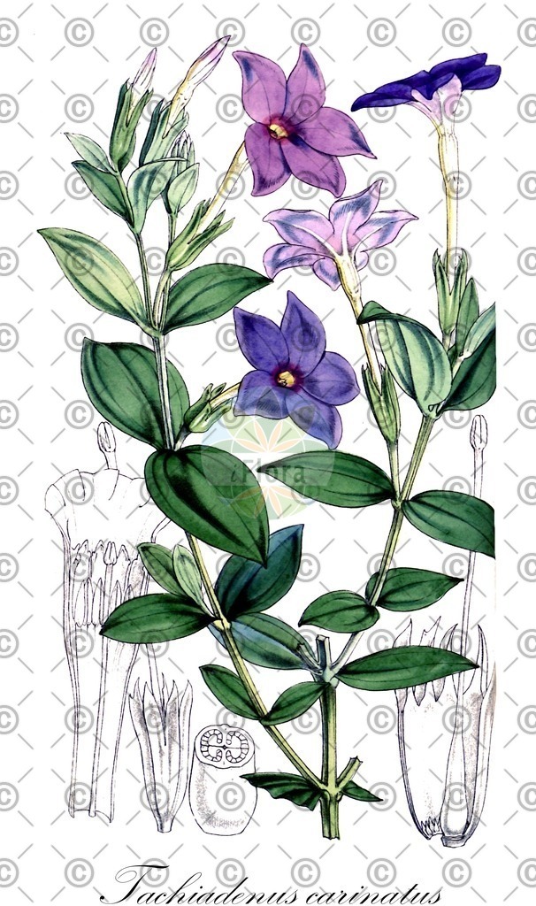 HistAbb_wfo-0001347028_1_ENZY_Simple | Historische Abbildung von Tachiadenus carinatus - Gentianaceae | Historical Illustration of Tachiadenus carinatus - Gentianaceae