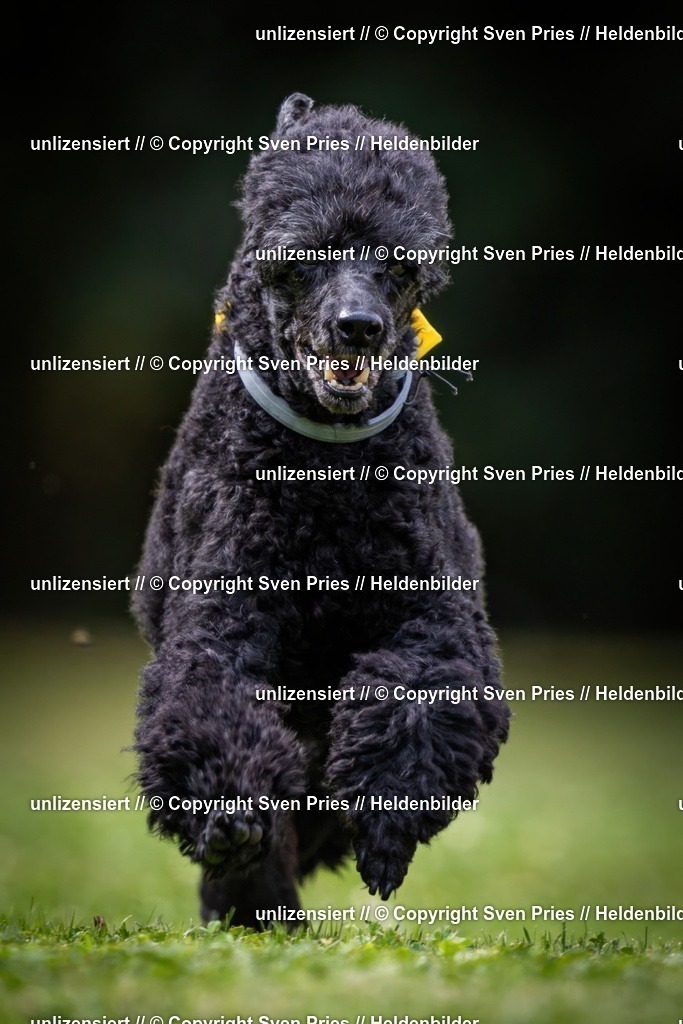 Sven Pries | 19. Allgemeines Hunderennen Karlsruhe Durlach - Realisiert mit Pictrs.com