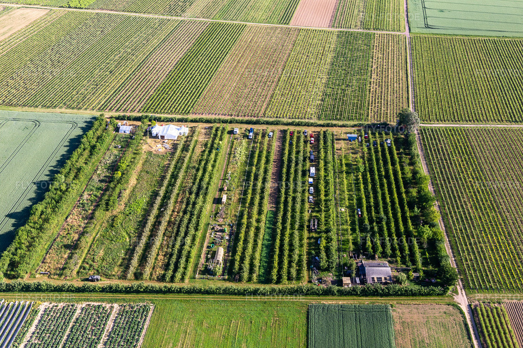 Luftbild: Obstplantage im Ortsteil Mühlhofen in Billigheim-Ingenheim im Bundesland Rheinland-Pfalz in Deutschland. Foto: IMG_132285.jpg vom 28.05.2022 durch Werner Riehm/FLY-FOTO.de
