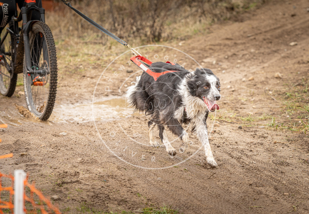 DV3A1212 | Hundefotografie, Tierfotograf, Pfotenfotografie, Fotoshooting Hund, Hunde Portrait, Hundesport, Hundeportraits, Heideshooting, Hunde, Sportfotograf, Hundefotograf, Turnierhundsport, THS,  - Realisiert mit Pictrs.com