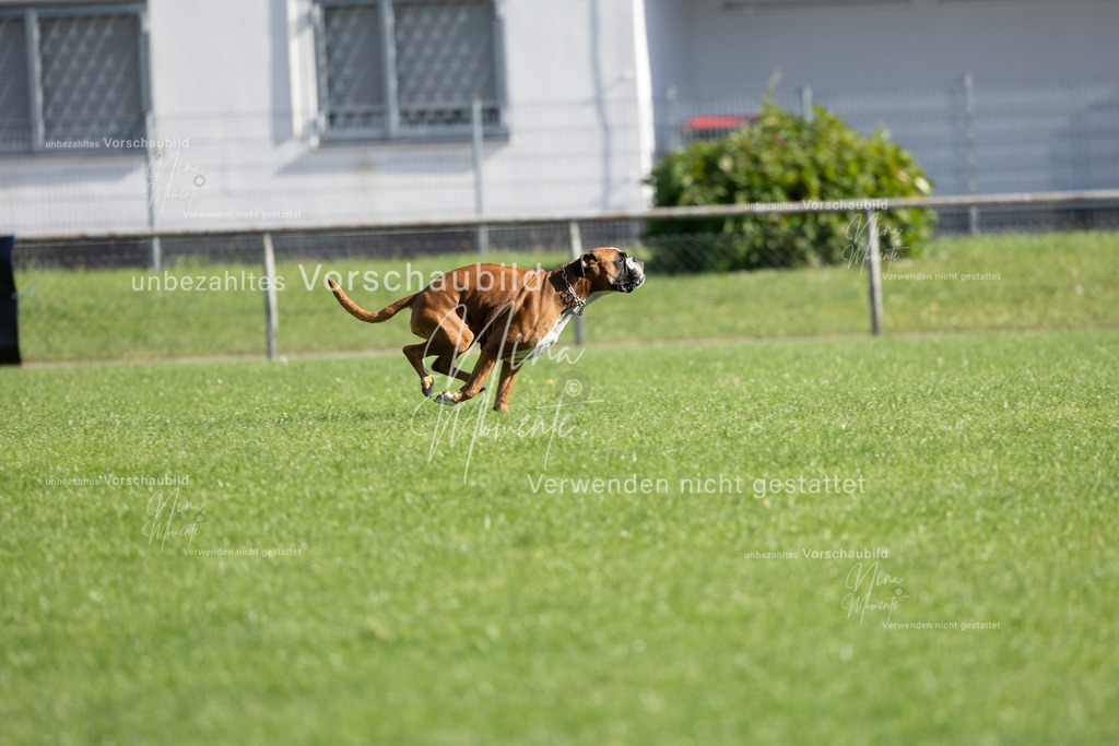 _16A5367 | Einzigartige Fotos von Hunden & Menschen –Actionfotos, Portraits, Vereinsaufnahmen & Paarshootings – authentisch, lebendig & mit Herz.