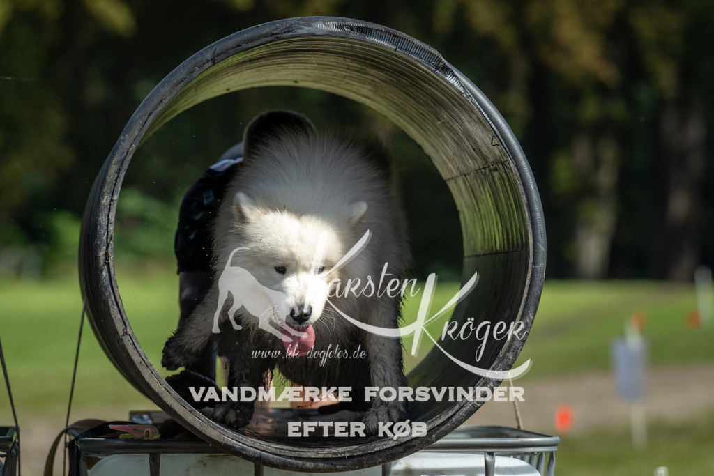 1314_ZZ92717 | kk-dogfotos