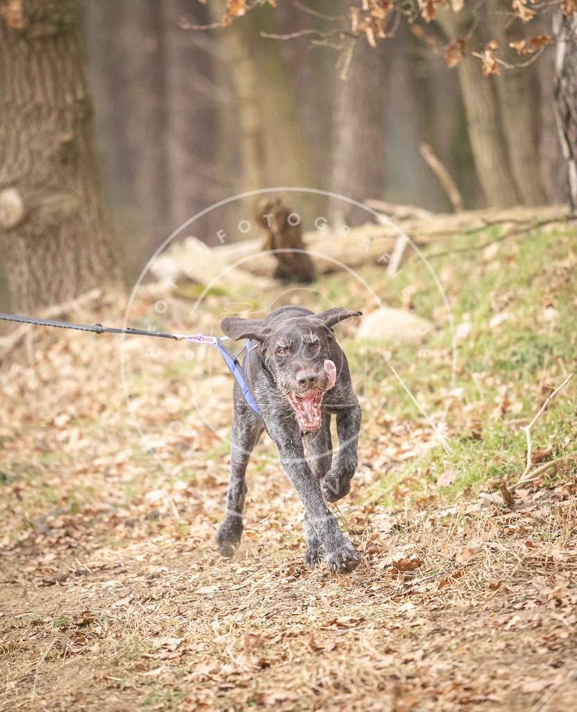 Pfotenfotografie_DV3A5016 | Hundefotografie, Tierfotograf, Pfotenfotografie, Fotoshooting Hund, Hunde Portrait, Hundesport, Hundeportraits, Heideshooting, Hunde, Sportfotograf, Hundefotograf, Turnierhundsport, THS,  - Realisiert mit Pictrs.com