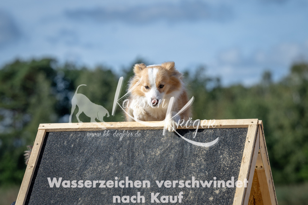 1243_ZZ93429-2 | kk-dogfotos