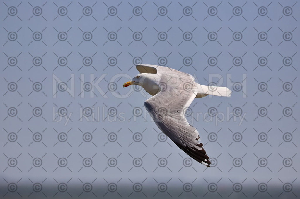 Möwe | Nikograph by Killas.Photography - Ihr Photo-Designer aus Iserlohn. Bei mir erhalten Photographie und IT-Dienstleistungen zu fairen Konditionen. Bei Nikograph.eu finden Sie Wandbilder, Kalender, Photomagnete und viele weitere Photogeschenke.