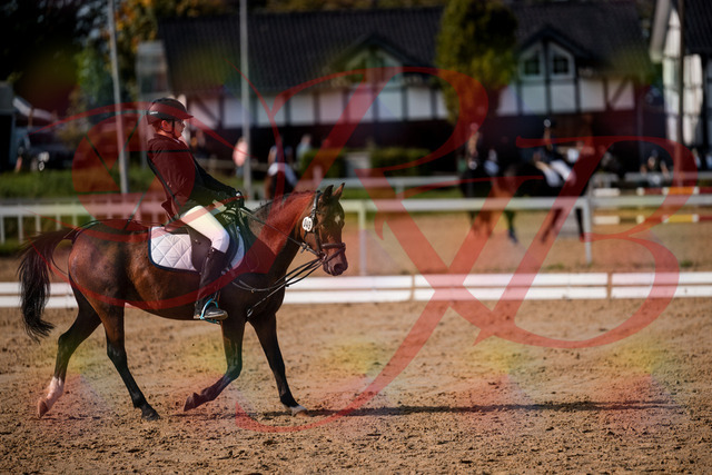2026_10_03_Siefer-Hof_122137_Z63_45346790 | Professionelle Reitsport-, Turnier- und Eventfotografie von Robert Broda. Galerien mit ausgewählten und bearbeiteten Bildern direkt online ansehen und bestellen.