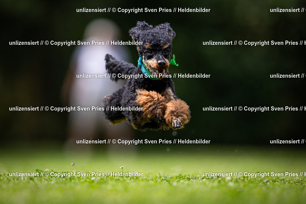 Sven Pries | 19. Allgemeines Hunderennen Karlsruhe Durlach - Realisiert mit Pictrs.com