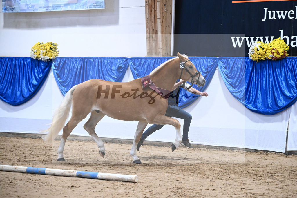 Kat-Nr. 23 Maverick v. Manu_Lechner_48251801 | hf-fotografie - Realisiert mit Pictrs.com