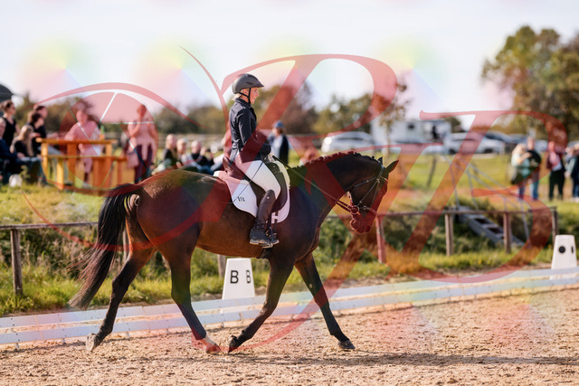 2026_10_03_Siefer-Hof_133823_Z81_95851726 | Professionelle Reitsport-, Turnier- und Eventfotografie von Robert Broda. Galerien mit ausgewählten und bearbeiteten Bildern direkt online ansehen und bestellen.