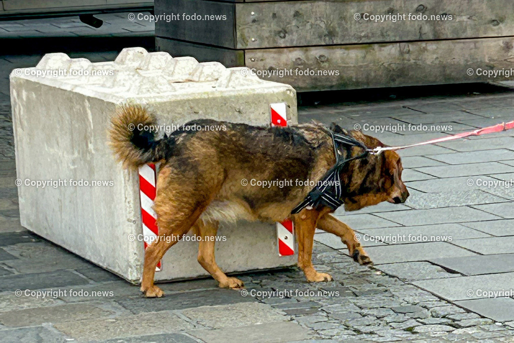 Linz_ Weihnachtsmarkt_ Terrorschutz_ 19.11.2025-5 | 19.11.2025, LINZ, AUT, Weihnachtsmarkt, im Bild Themenbild, Betonbarrieren, Betonblock, Terrorschutz, Hund, Hauptplatz, Stadt, L_nz, Sicherheit, Fußgaengerzone, Weihnachtsmarkt, Huetten, Winter, Absperrung, Verkehrsschutz, oeffentlicher Platz, Menschen, urban, Feature, Symbolbild