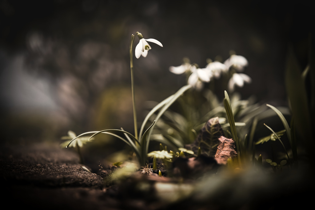 DSC08946-DeNoiseAI-raw | die schönsten Bilder aus Wald und Wiese, sowie Streifzüge durch den Garten mit der gesamten Blumen & Insektenwelt.   - Realisiert mit Pictrs.com