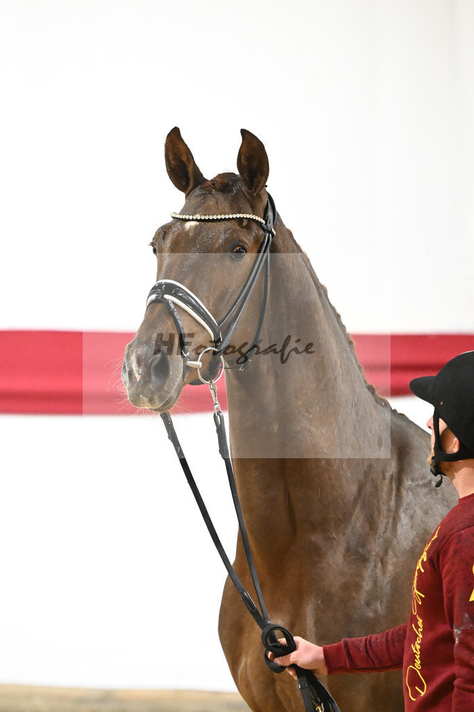 Kat-Nr. 6 v. Vitalis_Beckmann_63220166 | hf-fotografie - Realizzato con Pictrs.com