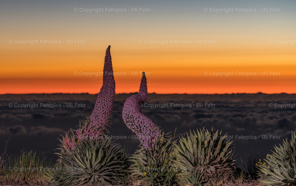 Tajinaste Sunset | Two Tajinaste at La Palma after sunset - Realisiert mit Pictrs.com