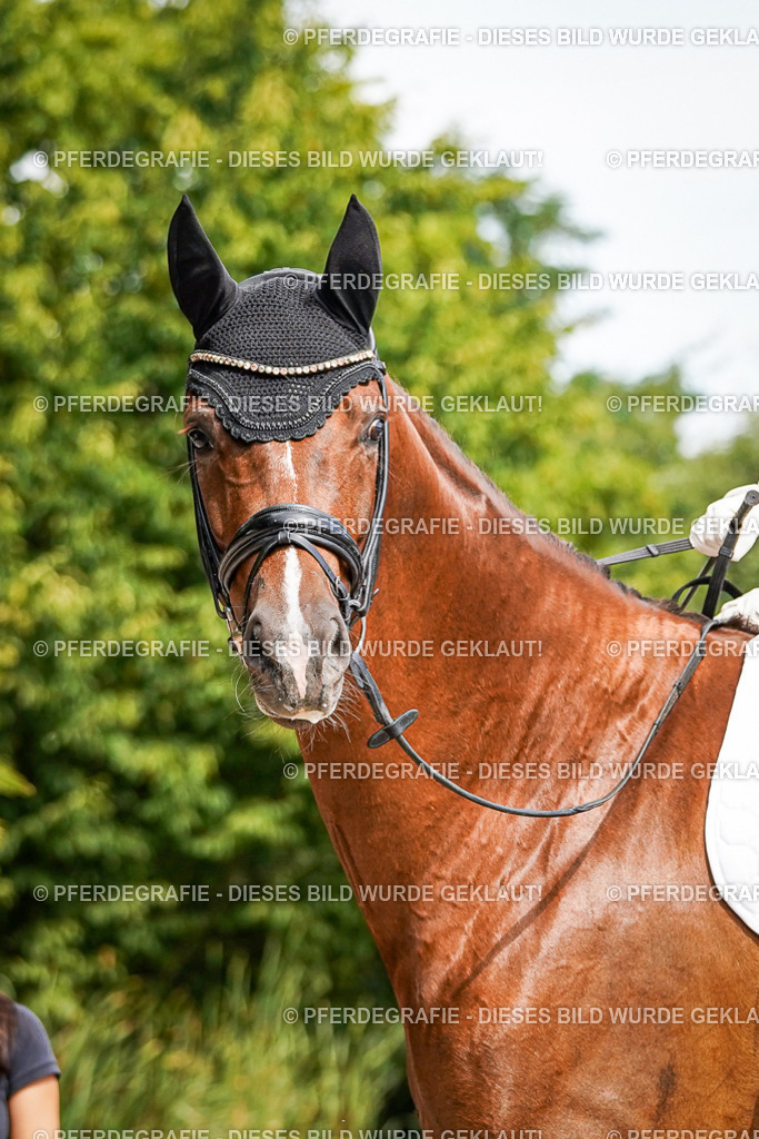 DSC07874 | Pferdegrafie