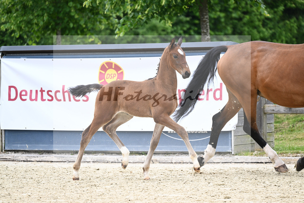 Kat-Nr. 29 HF Colestus_Wimmer_17230810 | hf-fotografie - Realizzato con Pictrs.com