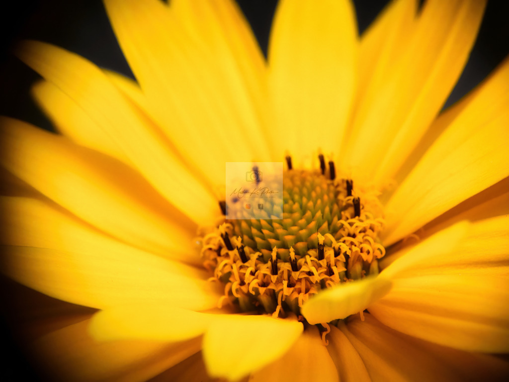 Makro - floral (77) | Buche Fotoshootings und entdecke hochwertige Fotoprodukte bei Mathias Ku Photos. Personalisiert, kreativ & mit Liebe zum Detail. Jetzt informieren! - Realisiert mit Pictrs.com