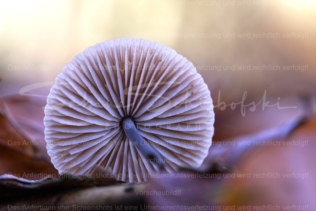 Wandbild Pilzkopf | People- und Tierfotografie, Imageaufnahmen, Veranstaltungsfotografie und Wandbilder aus der Natur ★ Made in Germany ✔️ Druck + Downloads ✔️ Naturfotografie in Top Qualität ★ schneller Versand, weltweite Lieferung! - Realisiert mit Pictrs.com