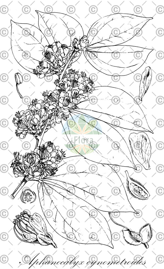 HistAbb_Y9S_1_ENZY_Simple | Historische Abbildung von Aphanocalyx cynometroides - Fabaceae | Historical Illustration of Aphanocalyx cynometroides - Fabaceae