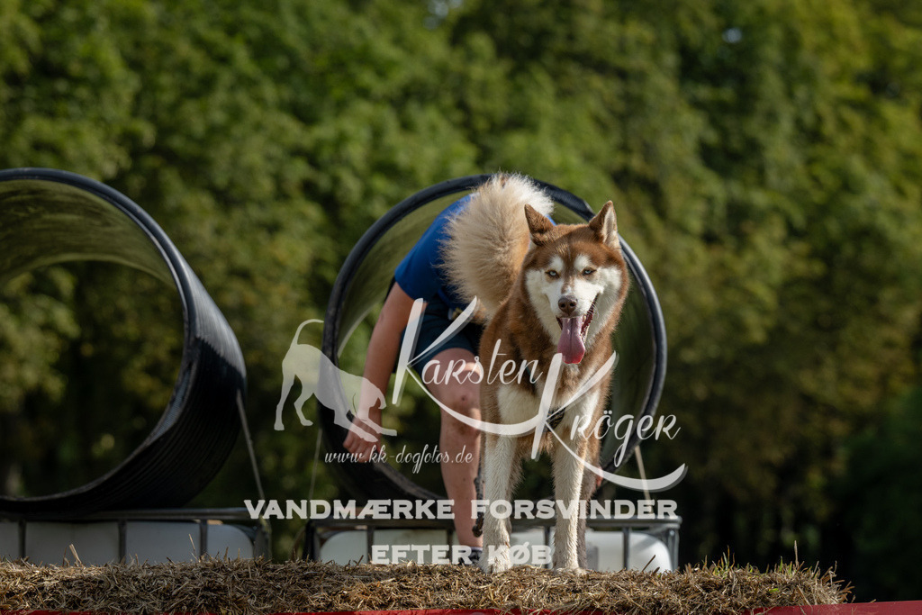 1017_ZZ91732 | kk-dogfotos