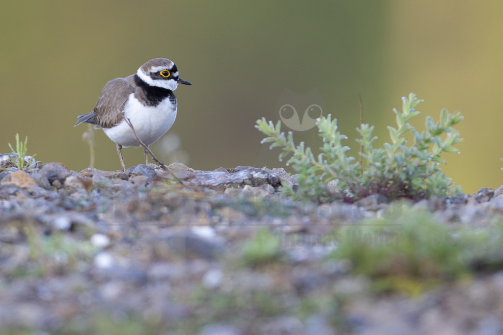 20220428062810 | Der Bildershop von www.natur-focus.de bietet ihnen den einfachen Kauf von Bildmaterial per Download aus allen Bereichen der Natur. In den Galerien finden sie Landschaftsfotos, Tierbilder und natürlich auf Pflanzenfotos. - Realisiert mit Pictrs.com
