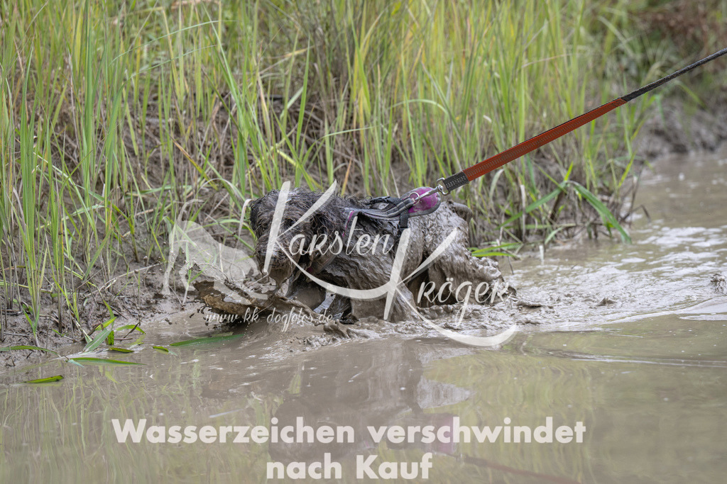 1250_ZZ91560 | kk-dogfotos