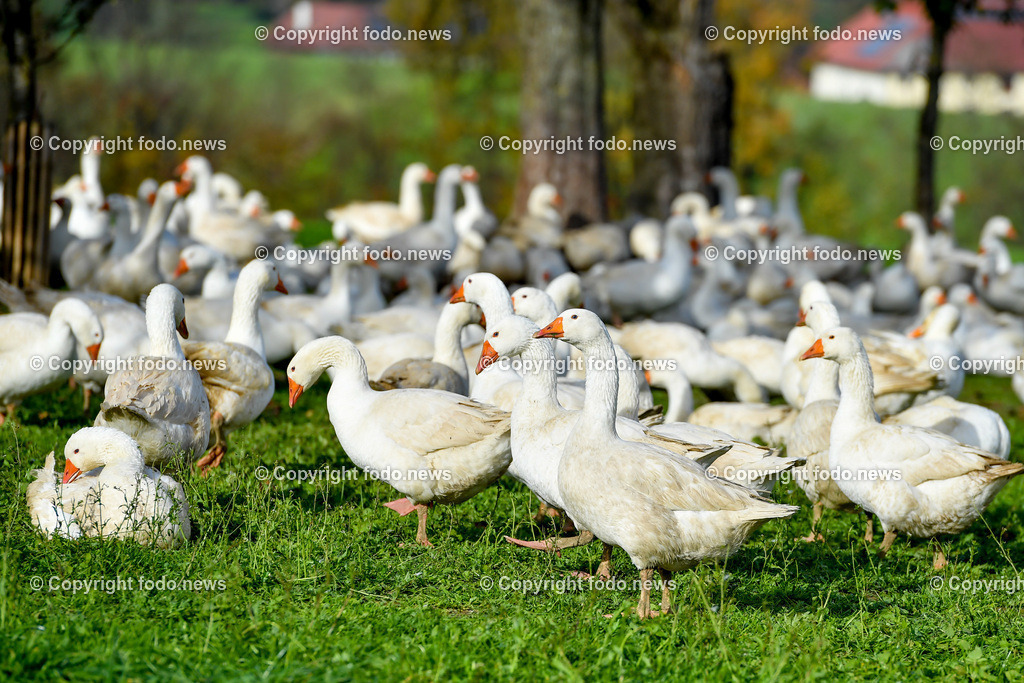 Ganslhof Hebesberger_ Weidegänse_ 01.11.2022-4 | 01.11.2022, Nussbach, AUT, Ganslhof Hebesberger, Weidegaense, im Bild Weidegaense, Weidegänse, Gans, Gänse, Martinigaense, Martinigans, Weide, Landwirtschaft