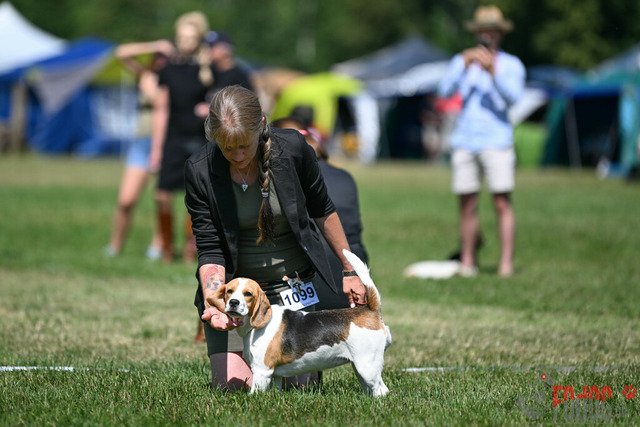 Dogshow CACIB Samstag in Aarau | Dogshow CACIB Samstag in Aarau. 24.06.2023 Foto: LeoWyden