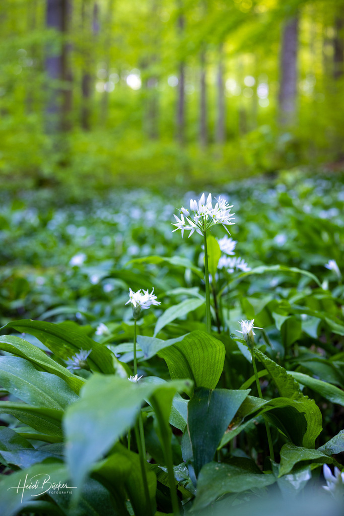 Blühender Bärlauch im Buchenwald | Blühender Bärlauch im Buchenwald - Realisiert mit Pictrs.com