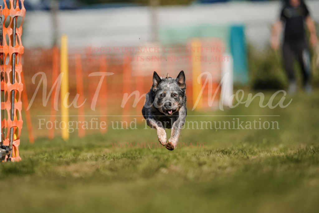 20250928_Hunderennen-672 | MuT (Mensch und Tier) mit Mona - Fotografie und Tierkommunikation - Realisiert mit Pictrs.com