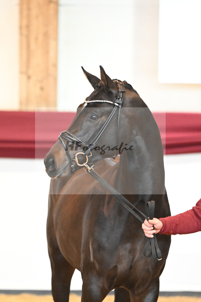 Kat-Nr. 19 v. Desperados_Reesink Horses_66220292 | hf-fotografie - Realisiert mit Pictrs.com
