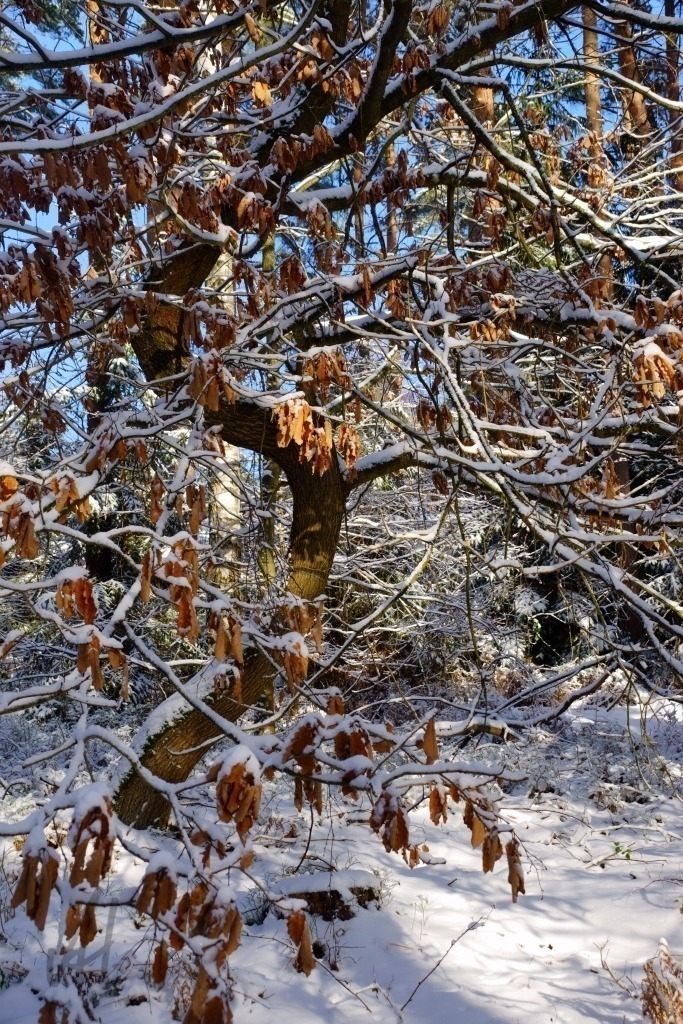 Winterimpressionen | Winterimpressionen Kurioser Eichenbaumwuchs - Realisiert mit Pictrs.com