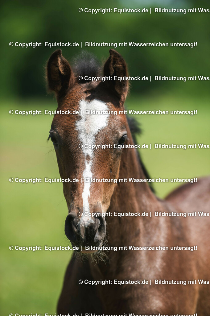 20210617_Fohlen_0177 | Foto: Thomas Hartig