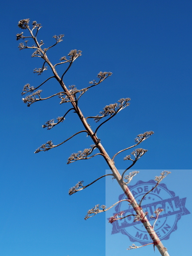 Dry agave stalk century plant against blue sky | Dried agave stalk and spent flower against a vibrant blue sky, representing resilience and arid nature - Realized with Pictrs.com