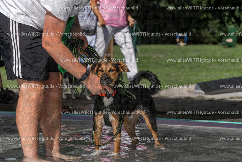 Hundeschwimmen_Volksbad_2026-allesWIRTHgut_Tierfotografie-2609061359-FAY06859 | Professionelle Tierfotografie in Mönchengladbach von Daniel Wirth (allesWIRTHgut). Liebevolle & natürliche Bilder von Hunden & Katzen für unvergessliche Erinnerungen.