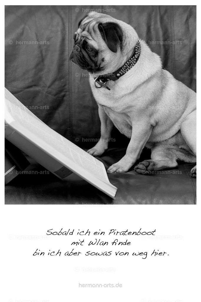 PK_Zitate_10x15_BW-159 | Photo Foto Kunst Art schwarzweiss Bilder Rheine Münster Berlin Blumen 