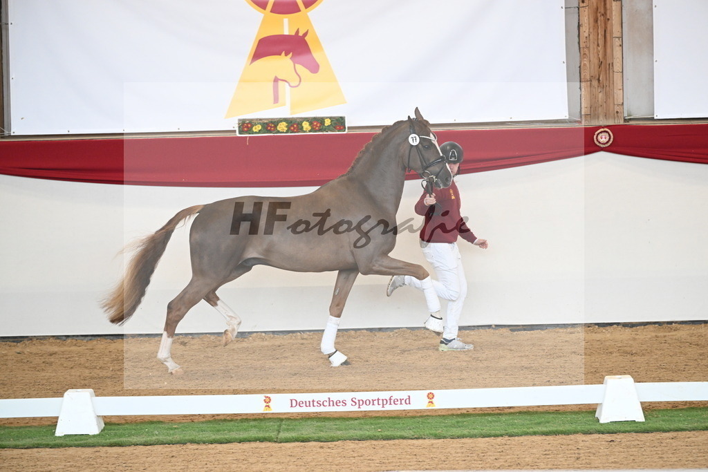Kat.-Nr. 77 v. Sir Donnerhall I_Schafhof_2250716 | hf-fotografie - Realisiert mit Pictrs.com