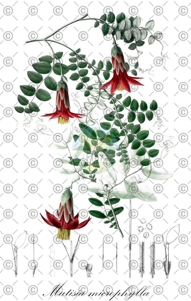 HistAbb_wfo-0000246852_1_ENZY_Simple | Historische Abbildung von Mutisia microphylla - Asteraceae | Historical Illustration of Mutisia microphylla - Asteraceae