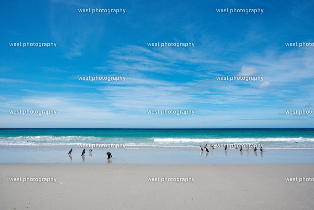 Magellan Penguin on the Beach 7 SND - FLK 2014 | west photography - Realisiert mit Pictrs.com