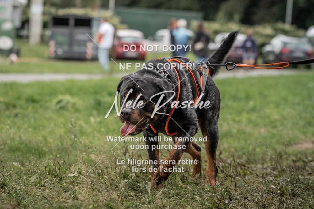 nelerasche_Wingst_Sa1300-1330_409 | nelerasche