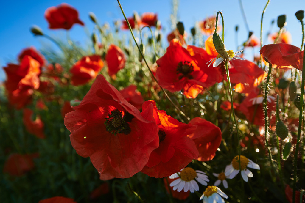 Mohblumenfeld | Enzersfeld, Austria - June 15, 2016: Mohblumenfeld. - Realisiert mit Pictrs.com