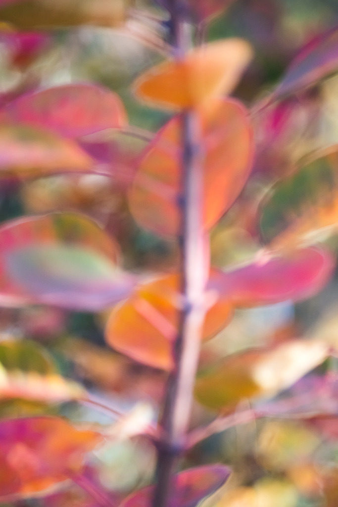 Buntes Herbstlaub eines Perückenstrauchs | Bestell-Nr. d_2022_10_1723 - Realisiert mit Pictrs.com