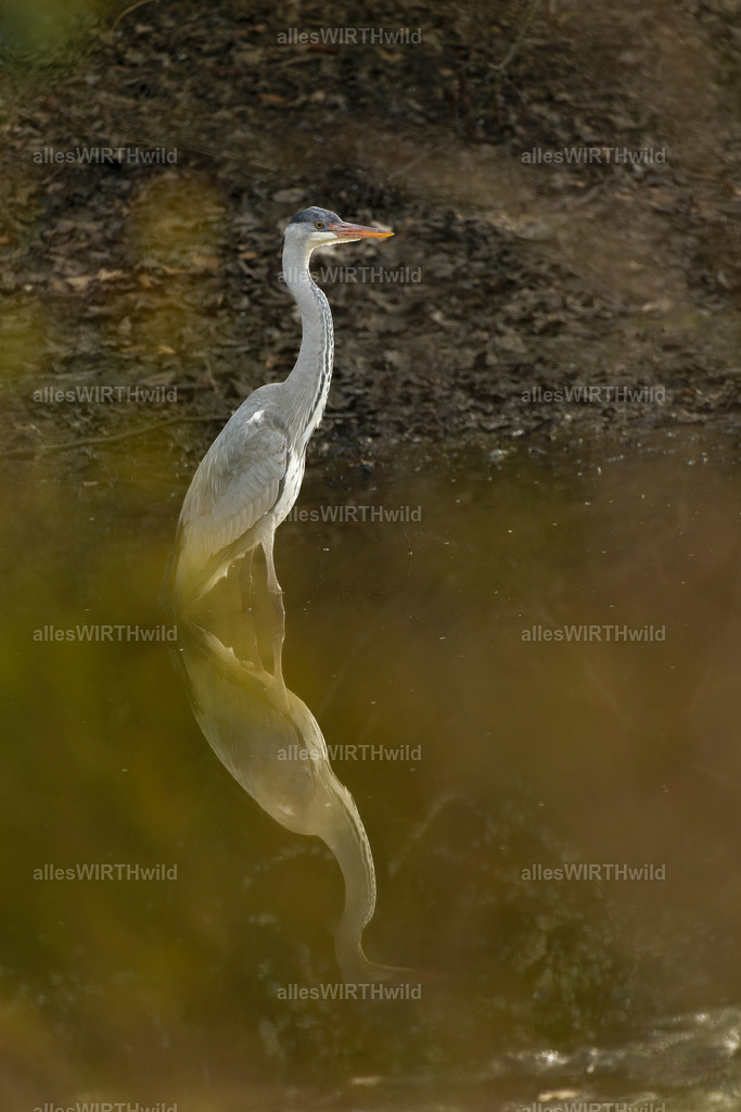 Daniel Wirth - www.allesWIRTHwild.de -7IV07927-ARW_DxO | Entdecke die faszinierende Welt der Natur- und Wildlife-Fotografie von Daniel und Bärbel. Inspirierende Bilder von wilden Tieren und kleinen Naturwundern.