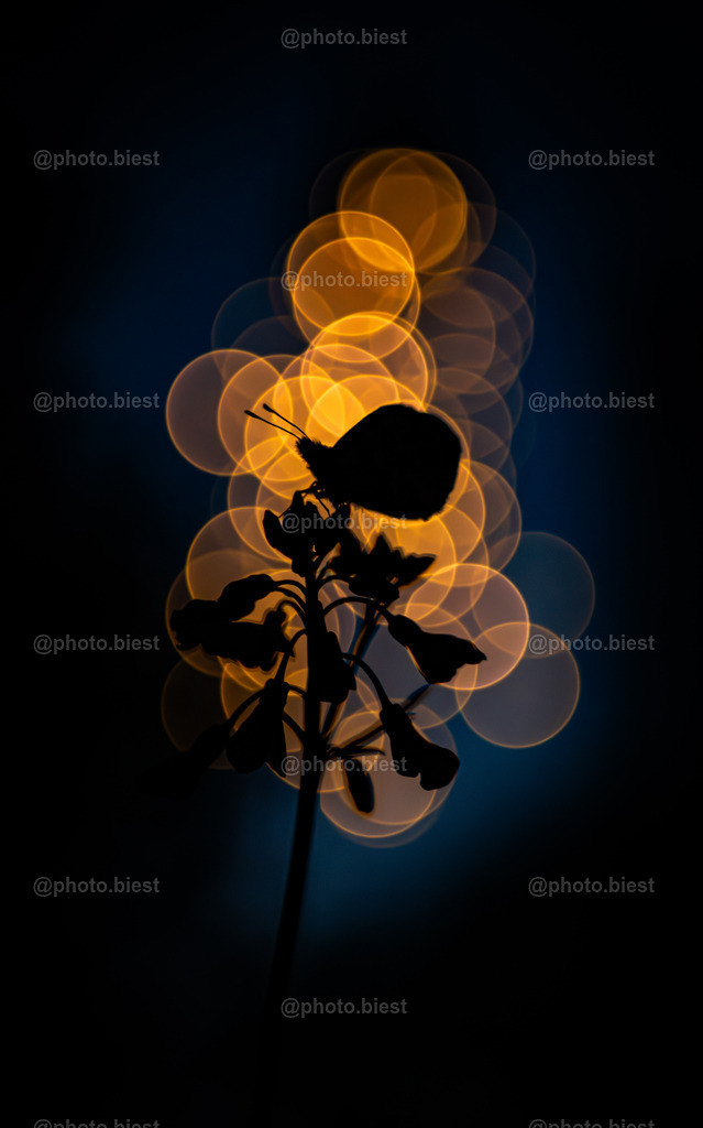 Night Flight Bubbles | Ein Aurorafalter in der Nacht. - Realisiert mit Pictrs.com