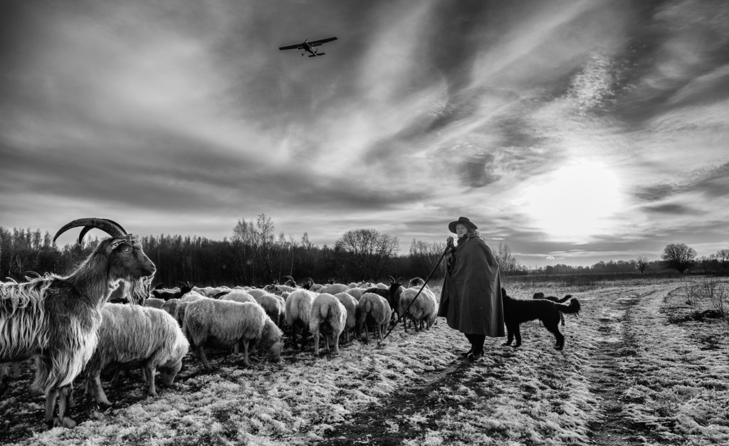wanderschaefereien-schleswig-holstein-046 | Bei Wind und Wetter in Mooren, Wäldern, auf Heideflächen, Wiesen und manchmal auch in besiedelten Gebieten unterwegs – das ist die tägliche Herausforderung im Handwerk der Wanderschäferei. Auf diesem Bild zieht Käthe Kimmel an einem frostigen Wintertag mit ihrer Herde über den Flugplatz Schachtholm am Nord-Ostsee-Kanal. - Realisiert mit Pictrs.com