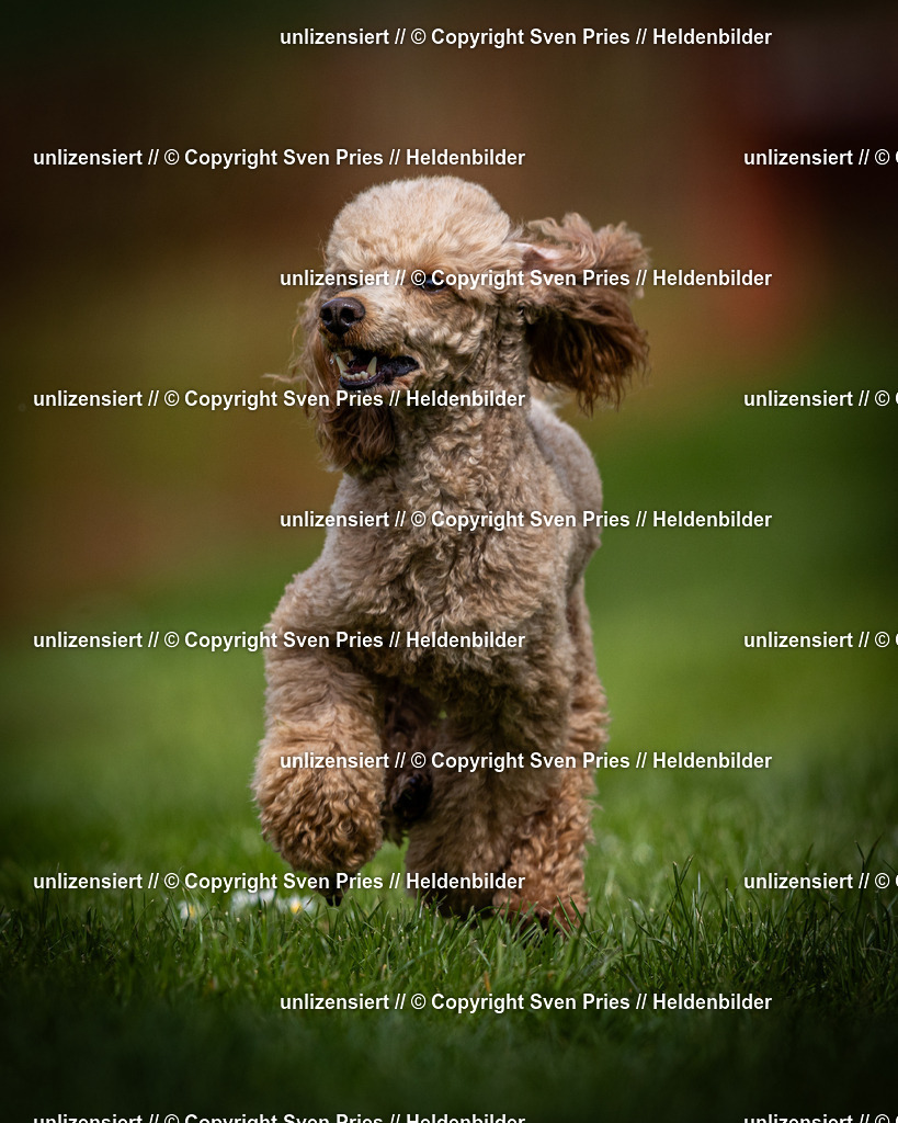 Sven Pries | 2025-04-13 - Hunderennen Baden-Baden - Realisiert mit Pictrs.com