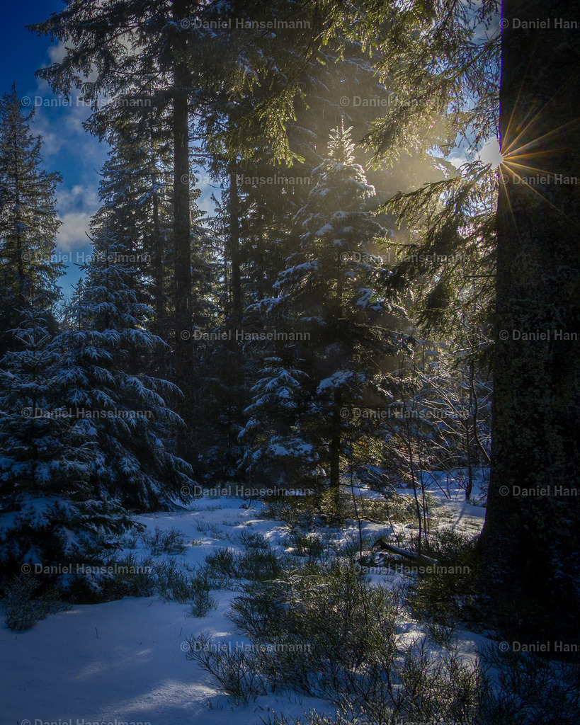 IMG_1103 | Hier finden Sie Poster, Leinwandfotos sowie viele weitere Fotoprodukte mit Motiven aus dem Schwarzwald, aus Freiburg und dem Kaiserstuhl zum Download und zum Bestellen.  - Realisiert mit Pictrs.com